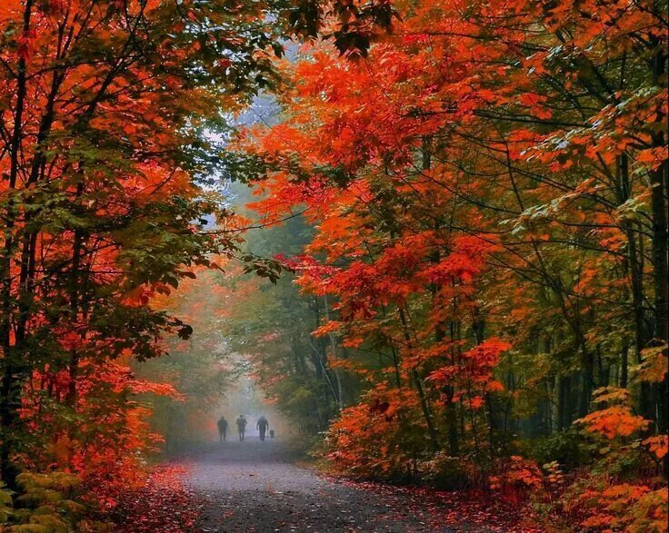 Красивые пейзажи осени фото Pin by Ирина Борисова on ᴀ υ т υ и и o Autumn scenery, Landscape, Fall pictures