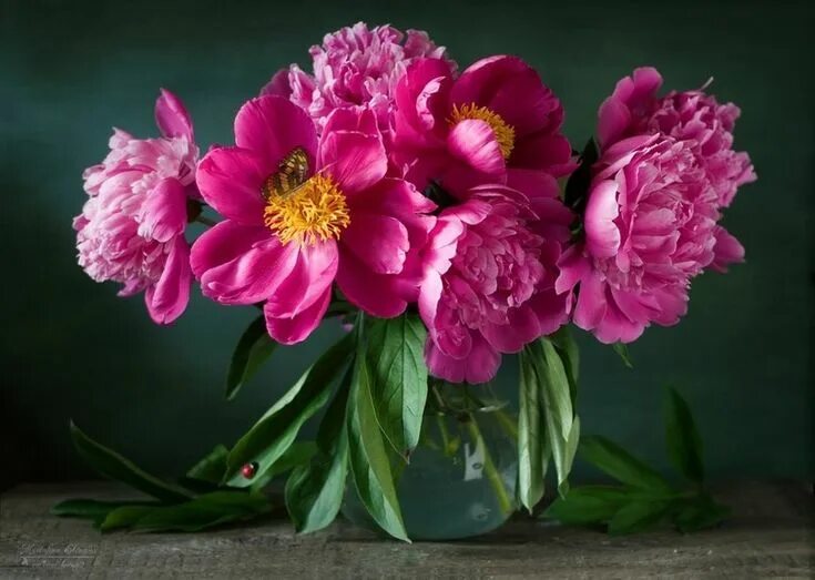 Красивые пионы фото хорошего Pin by elena t on цветник Peonies, Plants, Garden