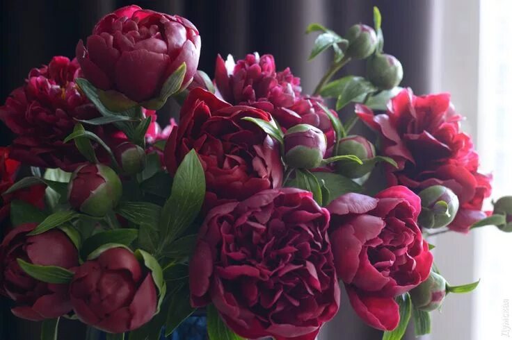 Красивые пионы фото хорошего Как живые: одесситка лепит сирень и пионы из холодного фарфора Новости Одессы