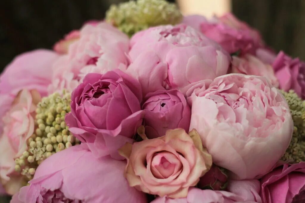 Красивые пионы фото хорошего FloralService Cash&Carry, flower shop, Krasnodar, Tsentralniy City administrativ
