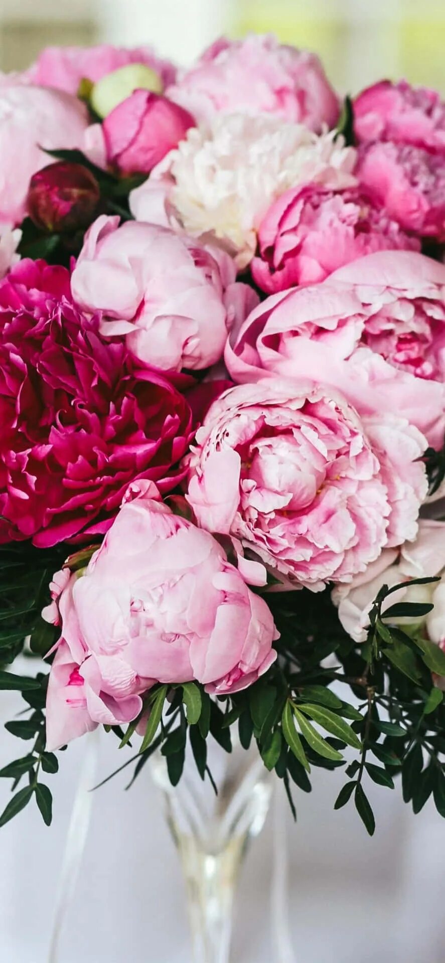 Красивые пионы фото хорошего качества Download Enjoy the beauty of peonies on your Iphone Wallpaper Wallpapers.com