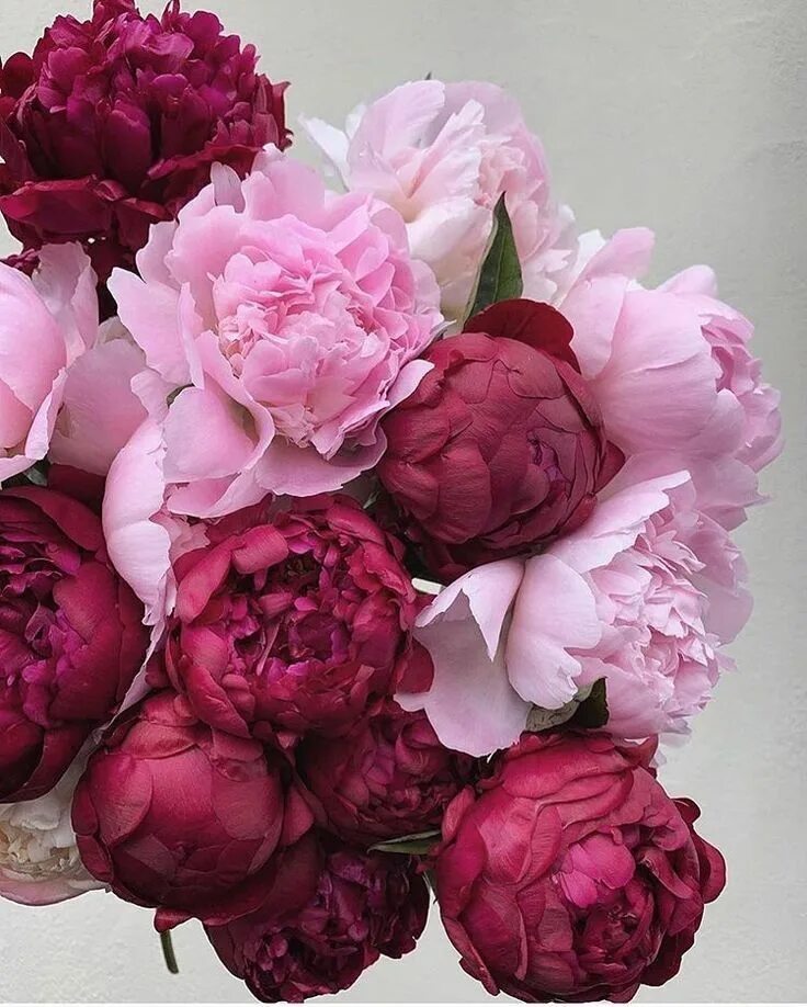 Красивые пионы фото названия Unusually beautiful ♡ Красивые цветы, Пионы, Розовые пионы