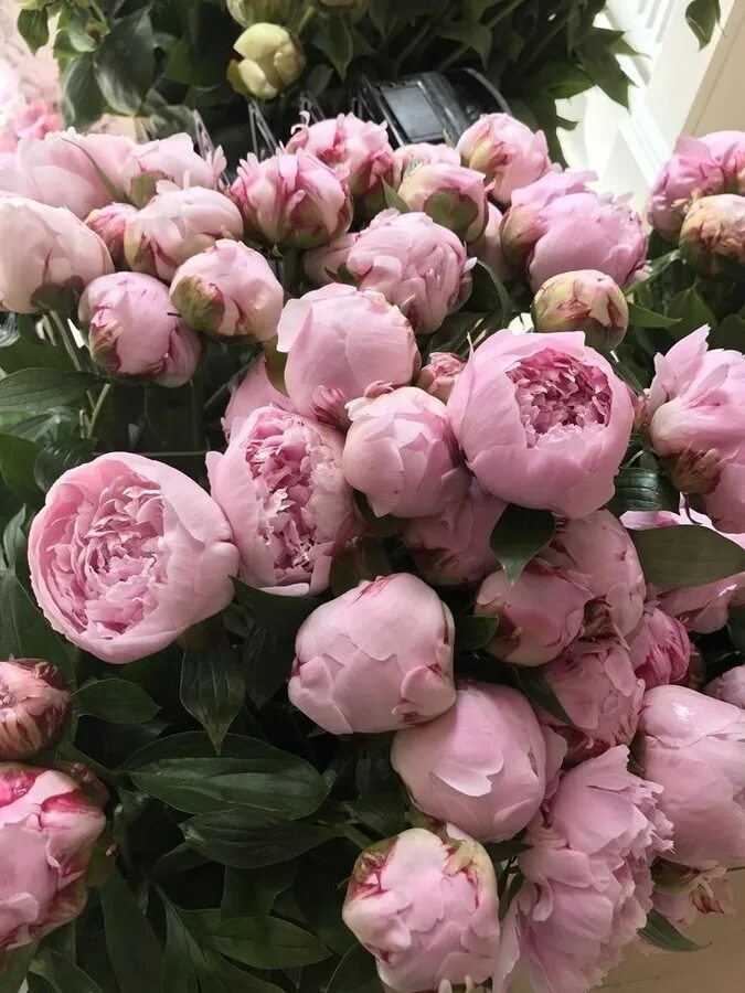 Красивые пионы фото названия Montale Sweet Peony на страницах романа XIX века Отзывы покупателей Косметиста