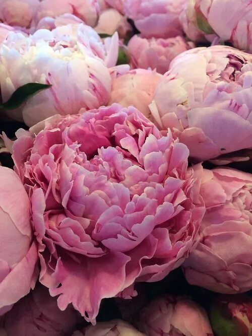 Красивые пионы фото названия Пин от пользователя Светлана Сторчоус на доске Flowers Цветы Розовые пионы, Крас