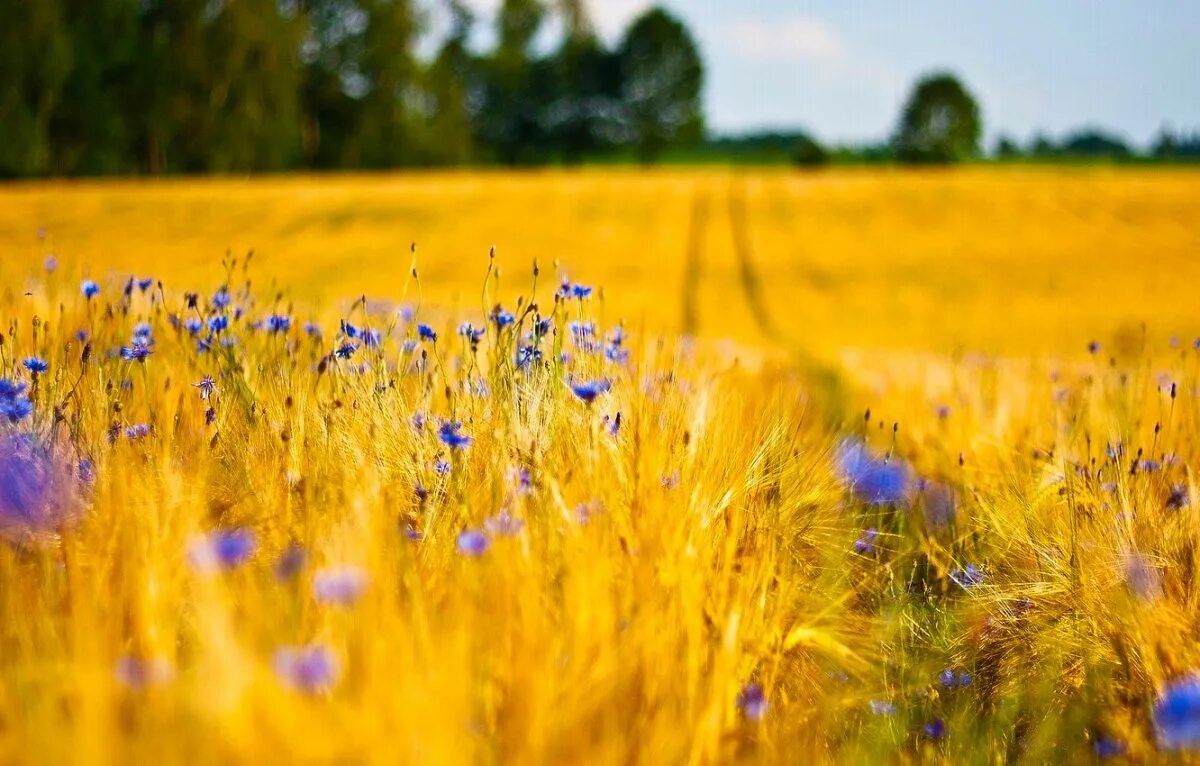 Красивые поля картинки фото Беларускі дзяржаўны універсітэт транспарту - Беларускі дзяржаўны універсітэт тра