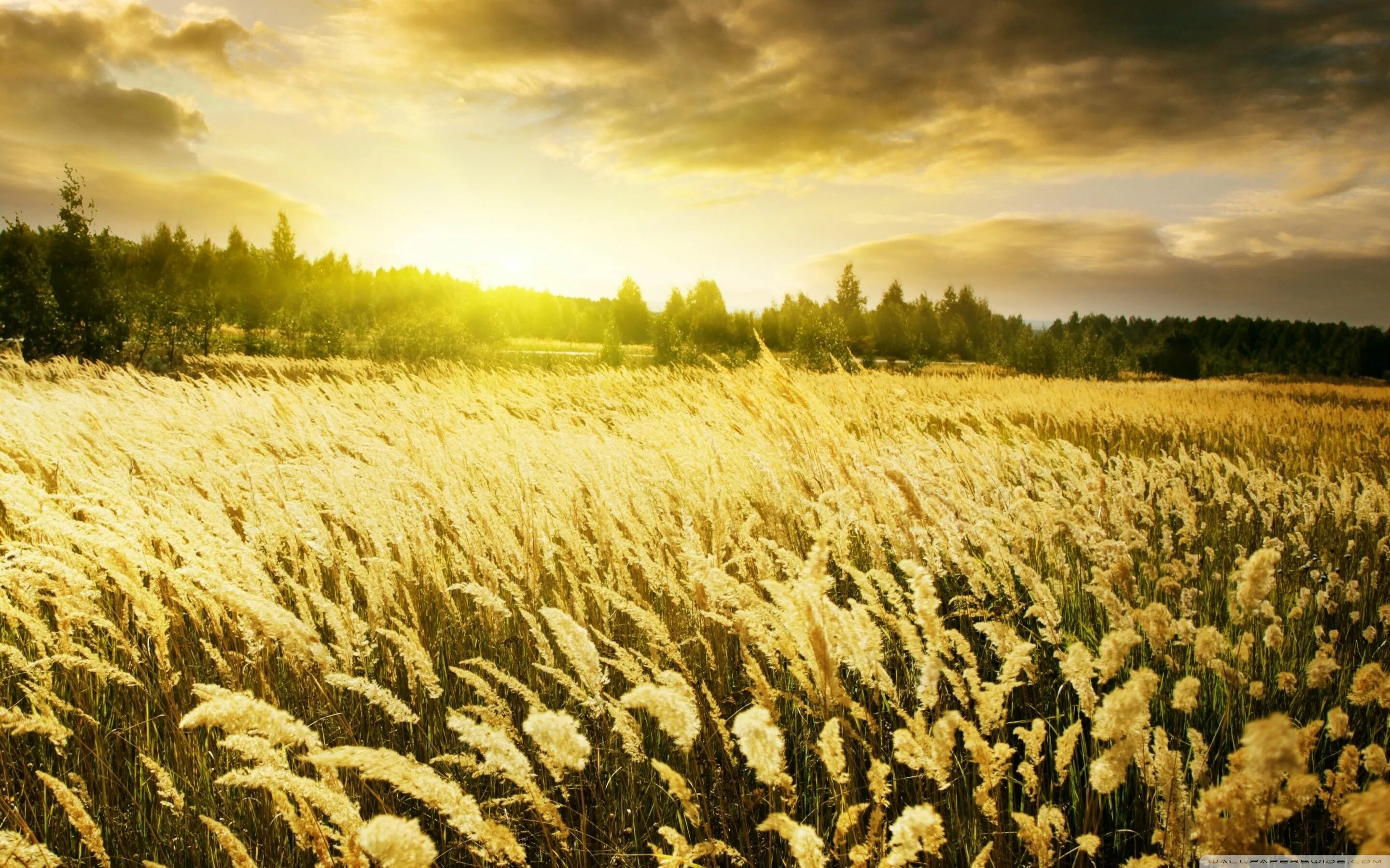 Красивые поля картинки фото golden field
