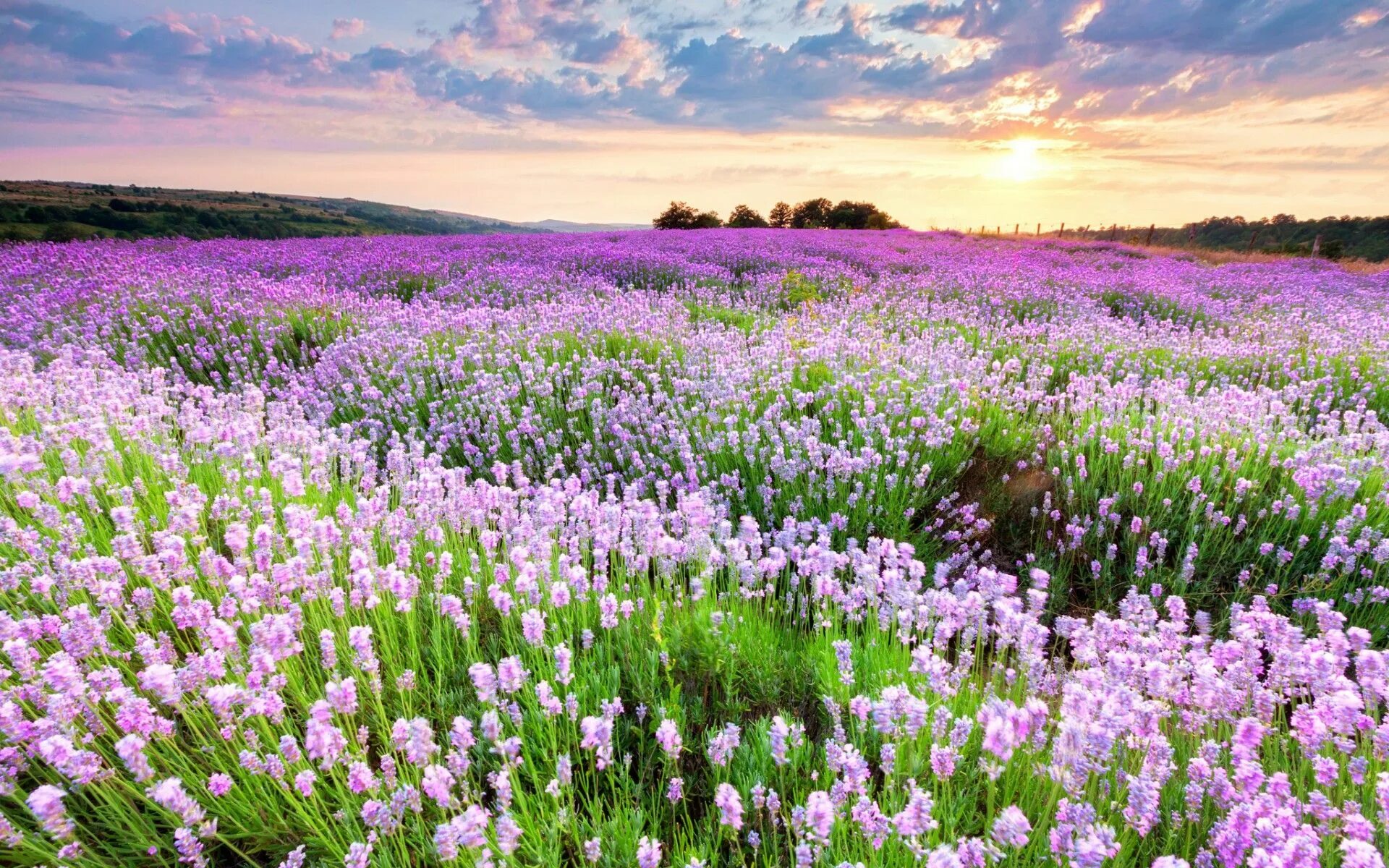 Красивые поля картинки фото Field wallpaper, Nature photography, Purple plants