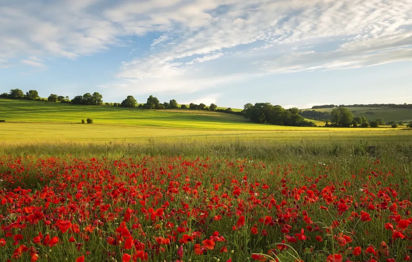 Красивые поля картинки фото Wallpaper Maki, field, summer for mobile and desktop, section пейзажи, resolutio