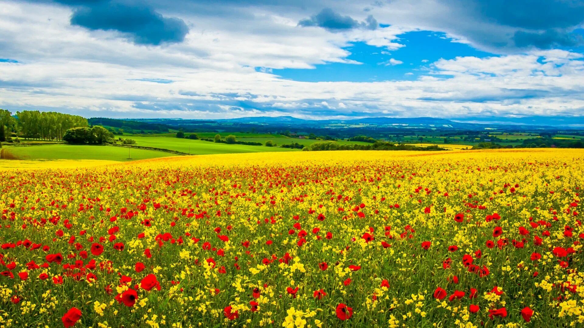 Красивые поля картинки фото Jigsaw puzzle "Flower field" - solve jigsaw puzzles online PuzzleIt