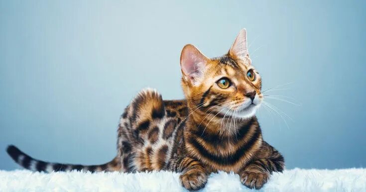 Красивые породы кошек фото 15 Rare Cat Breeds From Around the World Rare cats, Cat breeds, Most beautiful c