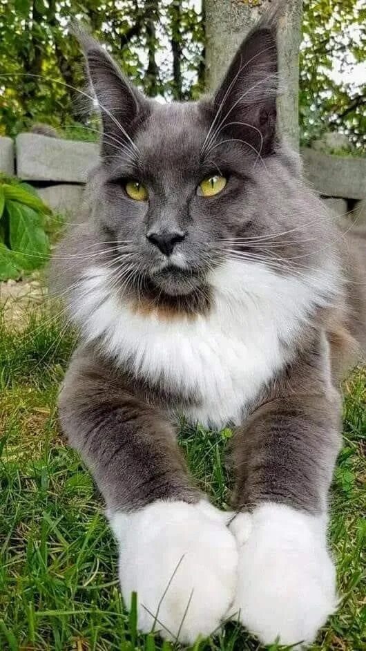 Красивые породы кошек фото Красавчик на природе & Красивые коты & Фото МУРЧИМ.РФ Cute cats and dogs, Gorgeo