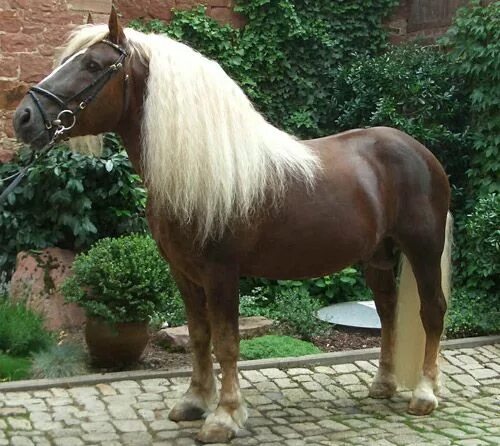 Красивые породы лошадей фото с названиями Pin by PHOTOS ARE US ! on AMAZING HORSES !!! Rare horses, Most beautiful horses,