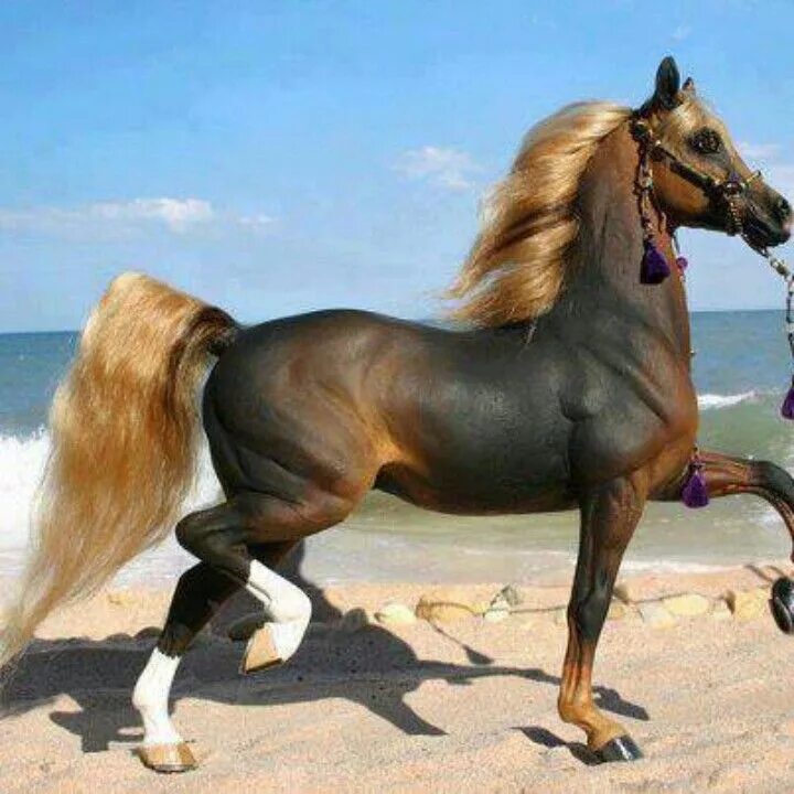 Красивые породы лошадей фото с названиями Pin on Лошади. Сила и грация Rare horses, Horses, Horse breeds