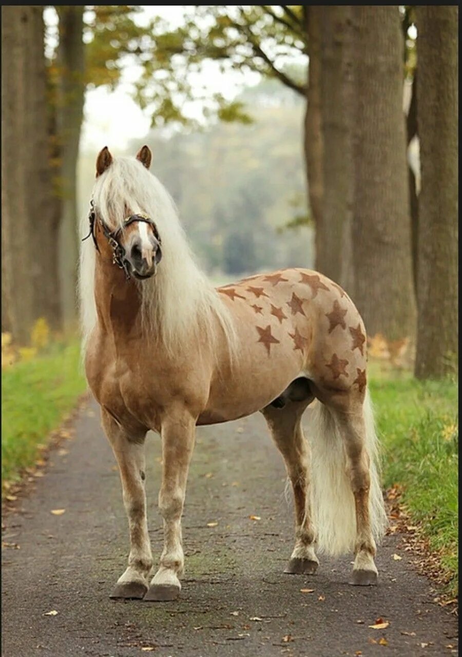 Красивые породы лошадей фото с названиями Pin on Horse breeds in Austria Beautiful horses, Horses, Haflinger horse