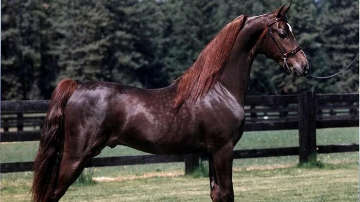 Красивые породы лошадей фото с названиями Stunning Horse - Liver Chestnut Morgan Horse - HD Wallpapers American saddlebred