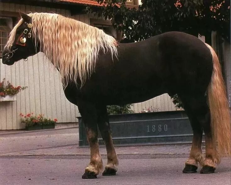 Красивые породы лошадей фото с названиями Pin by Вадим Лизогуб on Лошади Beautiful horses, Horse breeds, Horses