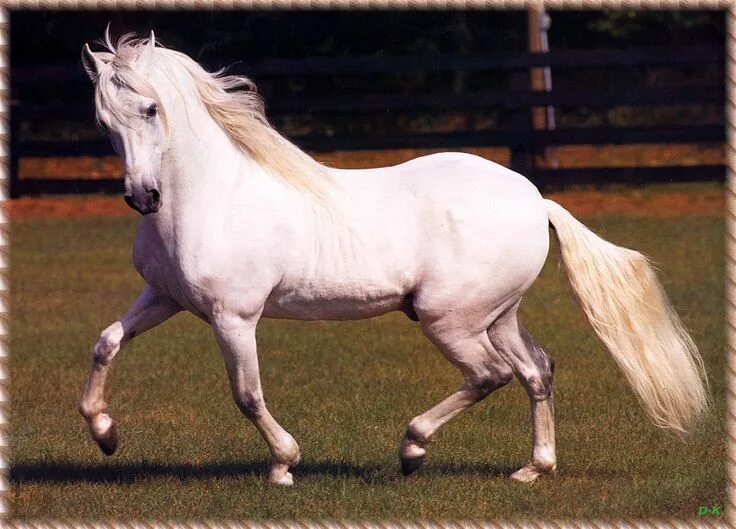 Красивые породы лошадей фото с названиями horse pictures Horses, Most beautiful horses, Horse pictures
