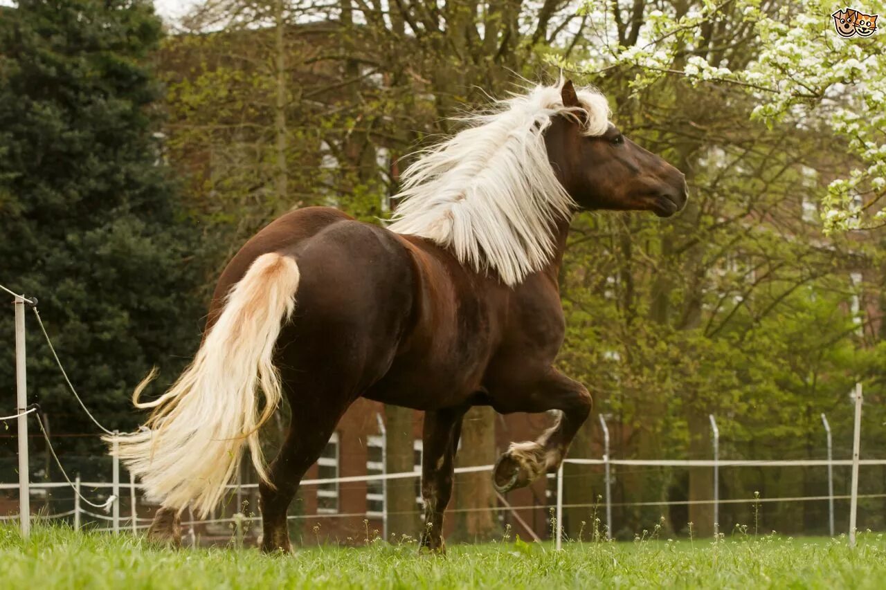 Красивые породы лошадей фото с названиями Prettiest Horse Breeds Pets4Homes Unusual horse, Horse breeds, Beautiful horses