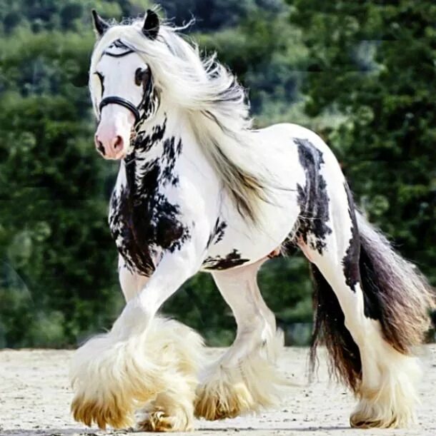 Красивые породы лошадей фото с названиями Gypsy Vanner stallion Splash. What markings! photo: Corinne Eisele. Beautiful Ho