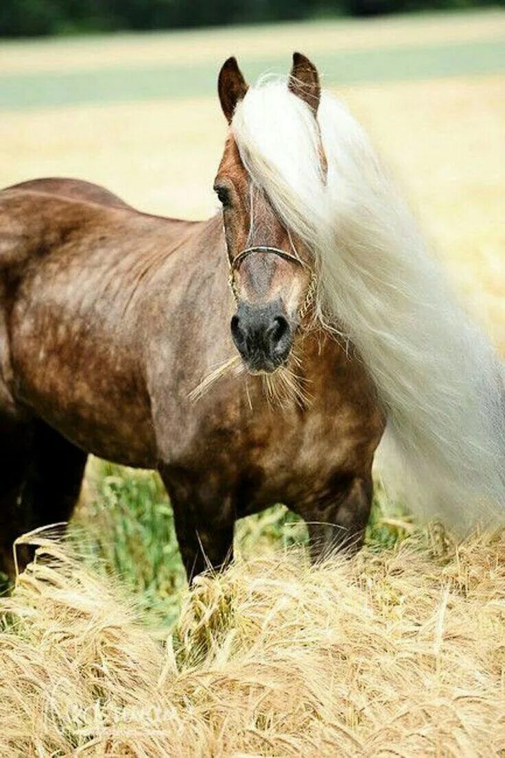 Красивые породы лошадей фото с названиями Pin by Nancy Panich on The Beauty of Horses! Horses, Haflinger horse, Beautiful 