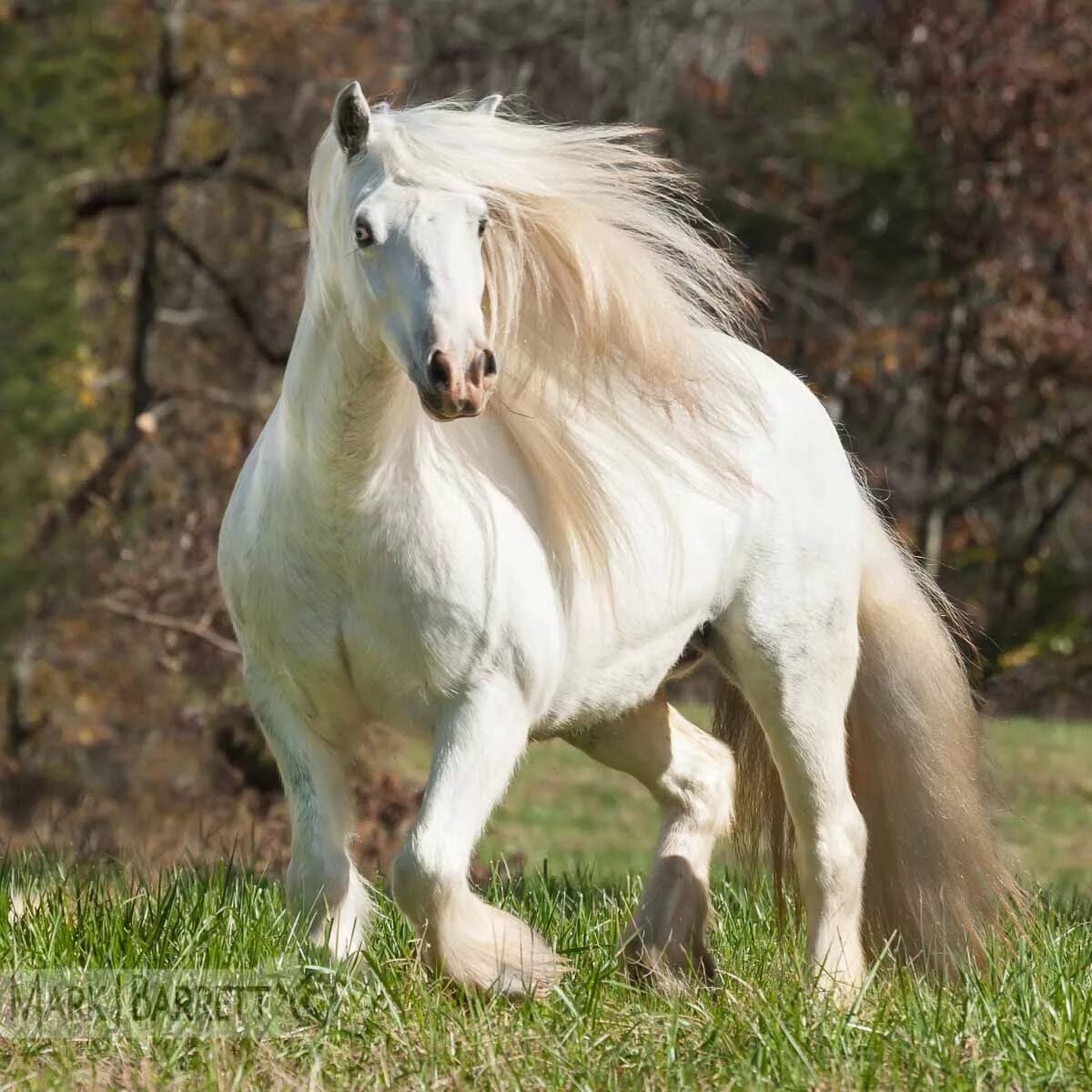 Красивые породы лошадей фото с названиями Breathtaking Equine Images by Mark J. Barrett