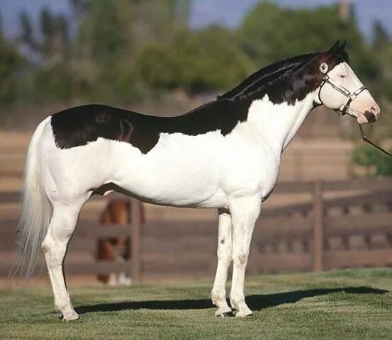 Красивые породы лошадей фото с названиями Pin by Kara Sekenski on And Her Horse Horses, Rare horses, Beautiful horses
