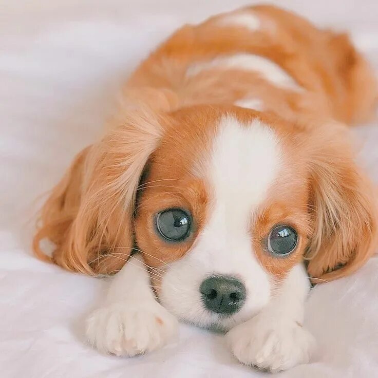 Красивые породы собак фото Pin on Cute Dogs Cute dogs, Very cute puppies, Cute puppies