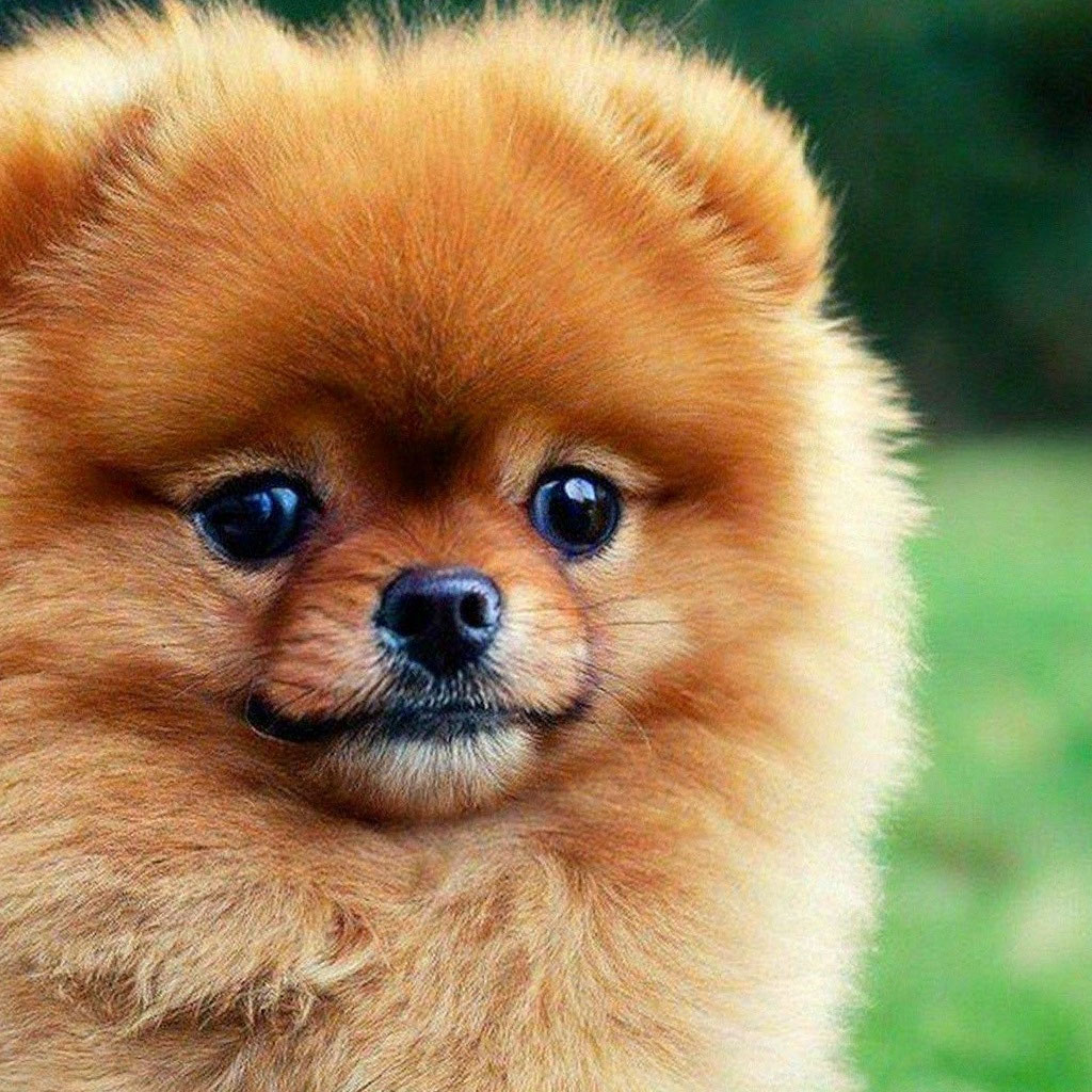 Красивые породы собак фото "The cutest dog of the schpitz breed" - image created in Shedevrum