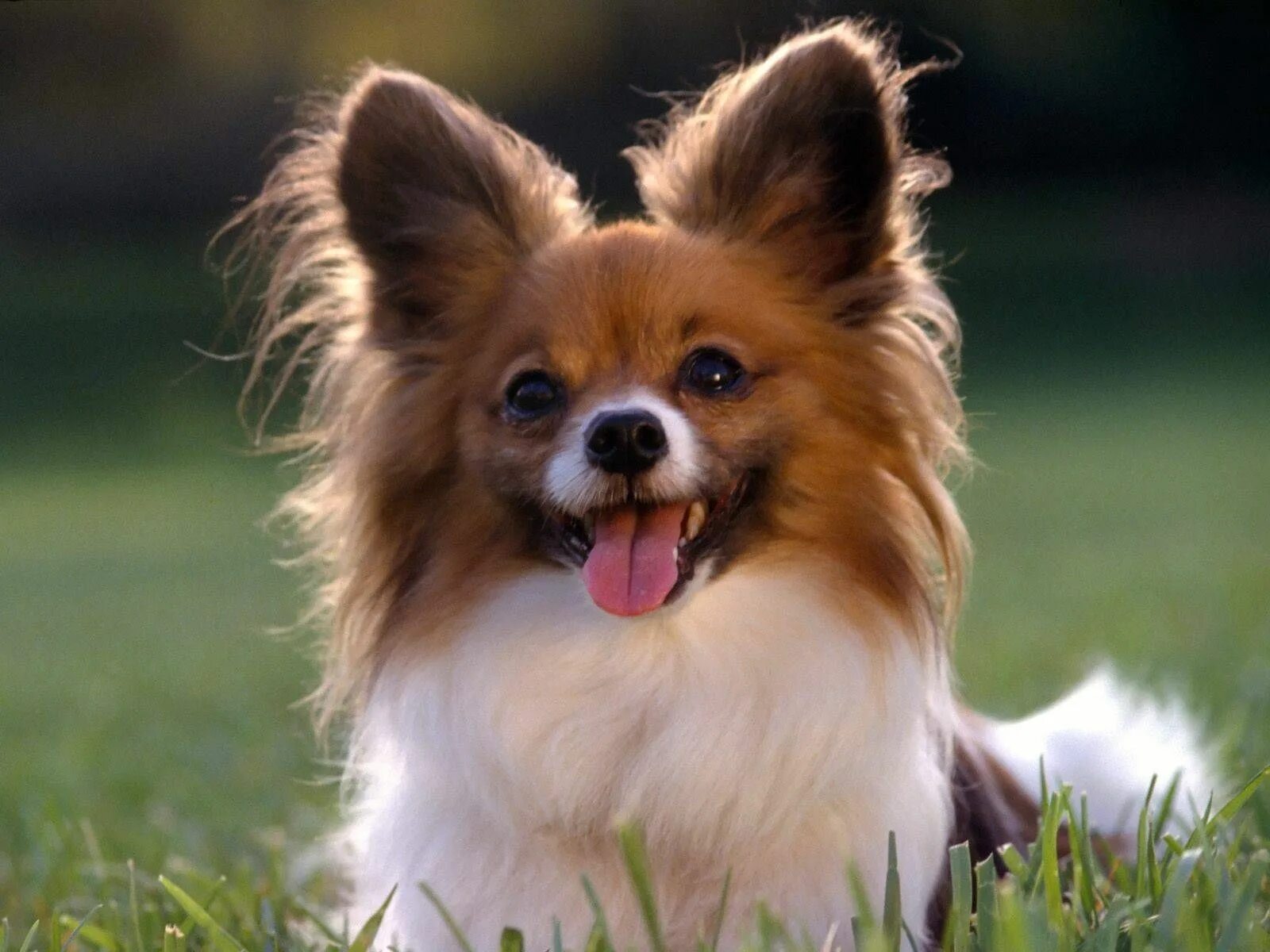 Красивые породы собак фото long haired chihuahua puppies Best small dogs, Papillon dog, Cutest small dog br