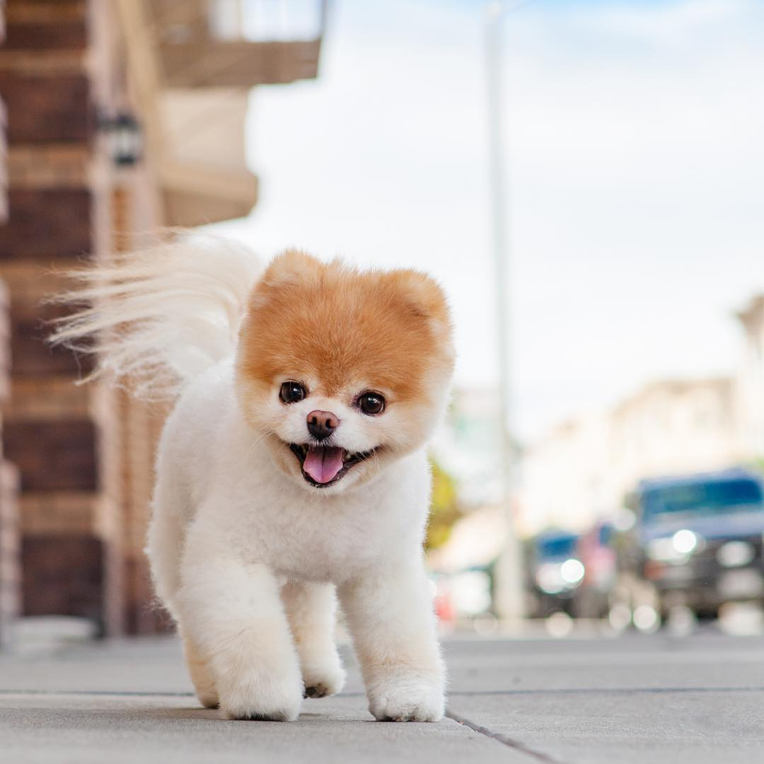 Красивые породы собак фото 8 Cutest and Most Hilarious Dog Haircuts for Your Inspiration Boo the dog, Cute 