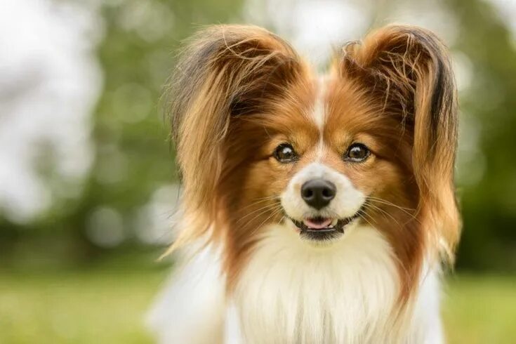Красивые породы собак фото 1) papillon dog - Twitter Search Dog breeds, Papillon dog, Small dog breeds