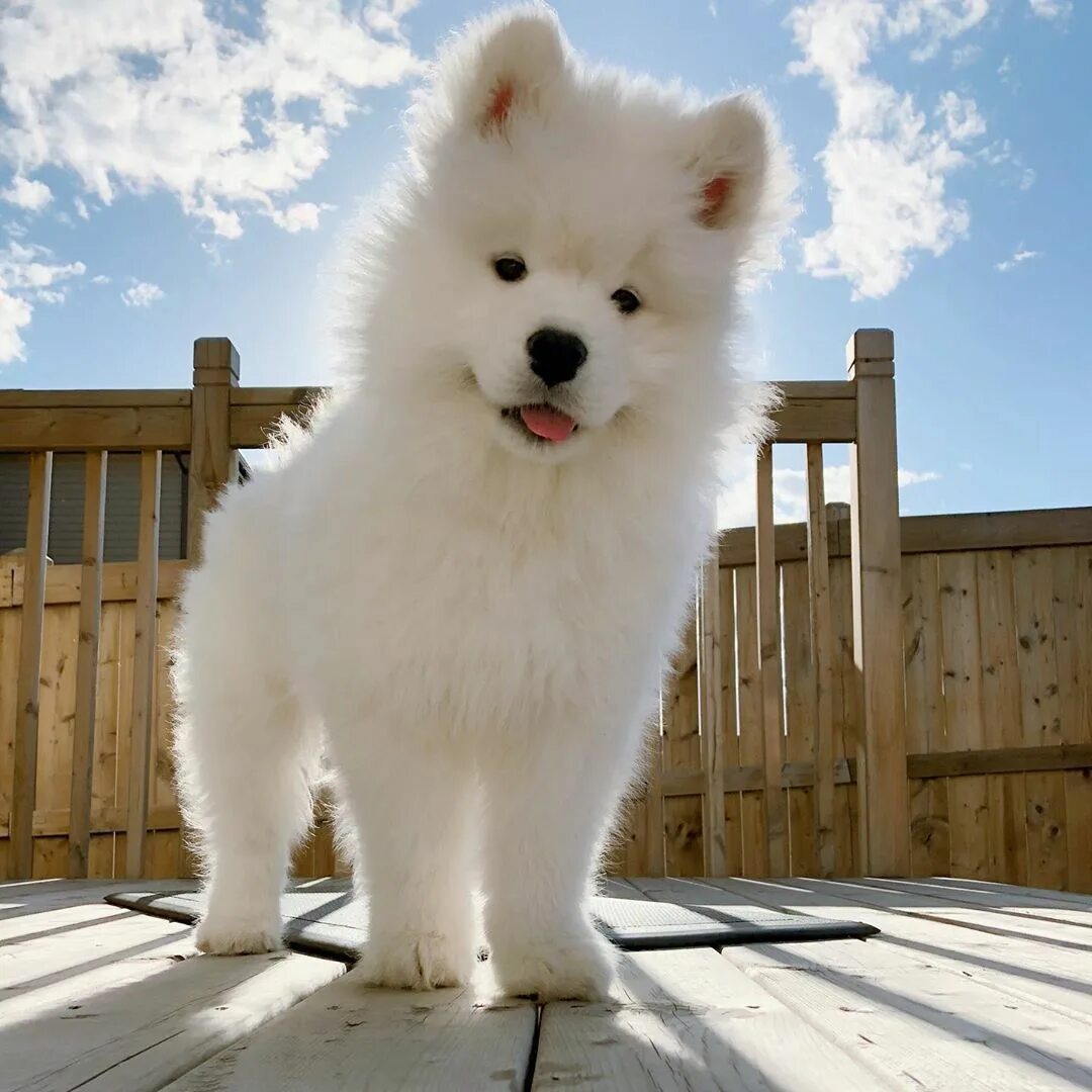 Красивые породы собак фото Pin auf Samoyed