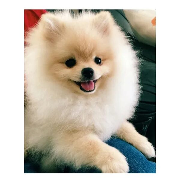 Красивые породы собак фото Набор для вышивки крестом Pet Diamond Picture "Щенки поморского шпица" Милая соб