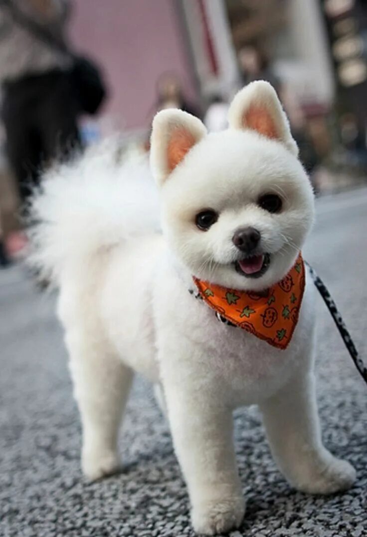 Красивые породы собак фото What kind of dog is this?!?! Süße tiere, Hund chihuahua, Niedliche welpen