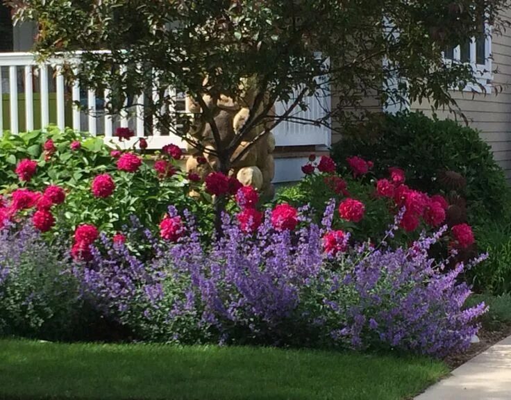 Красивые посадки на даче фото rose garden color combination - Yahoo Image Search Results Front flower beds, La