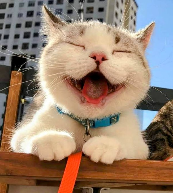 Красивые позитивные картинки 31) Quora Cat facts, Happy cat, Cats