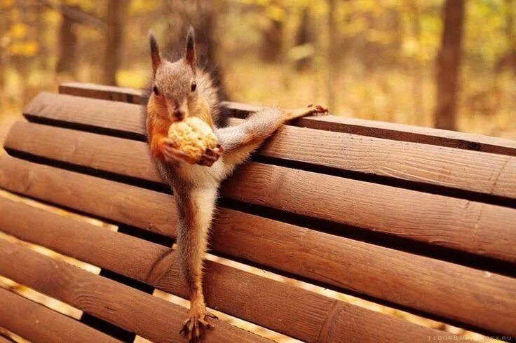 Красивые позитивные картинки для поднятия Pin by Elena El on зверьё Squirrel, Animals wild, Chipmunks