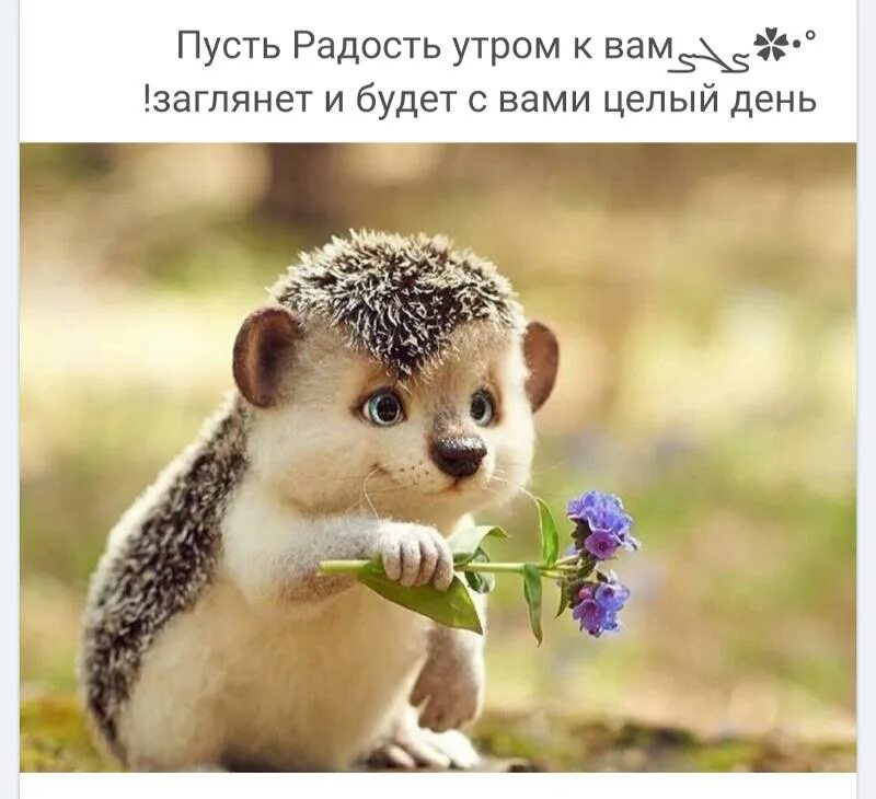 Красивые позитивные картинки для поднятия настроения Ответы Mail.ru: Доброе утро! А доброе ли оно?