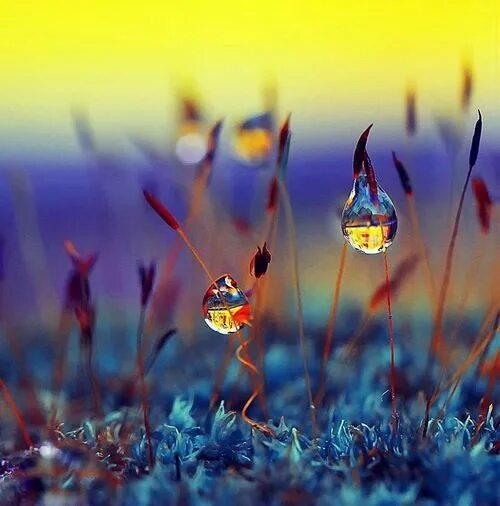 Красивые позитивные картинки природа Pin by Marty on Photos Water art, Macro photography, Photography