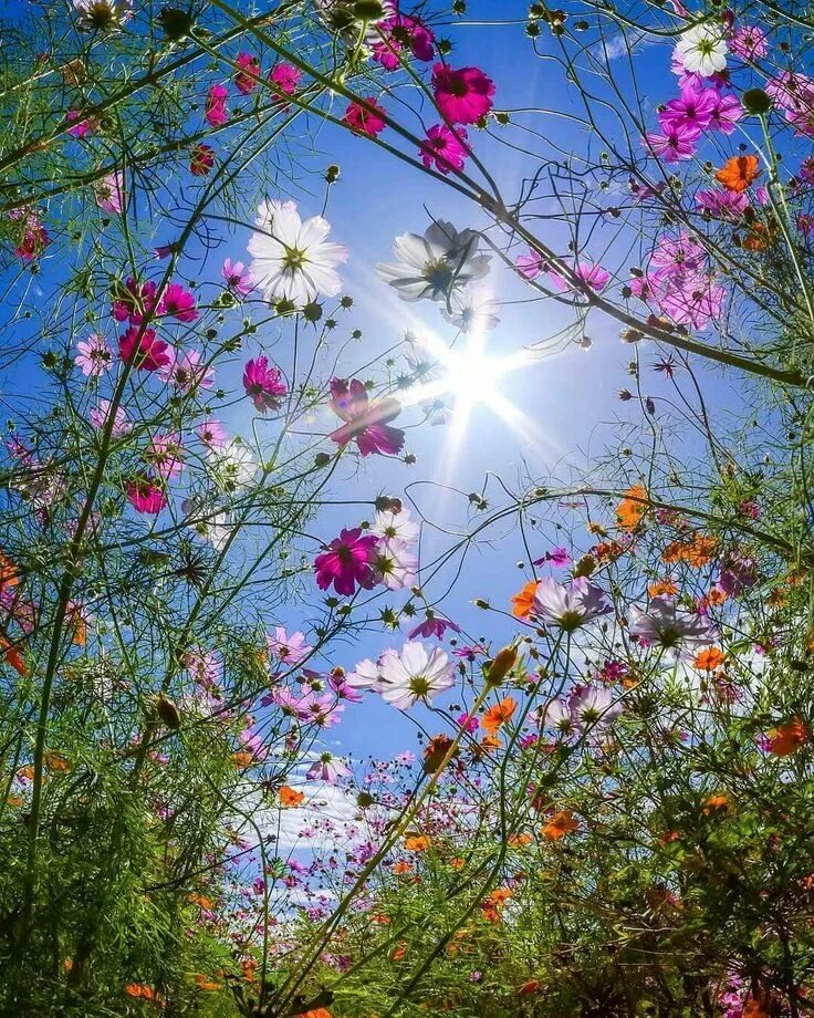 Красивые позитивные картинки природа Pin by Athar Javed on Morning Flowers photography, Beautiful blooms, Amazing flo