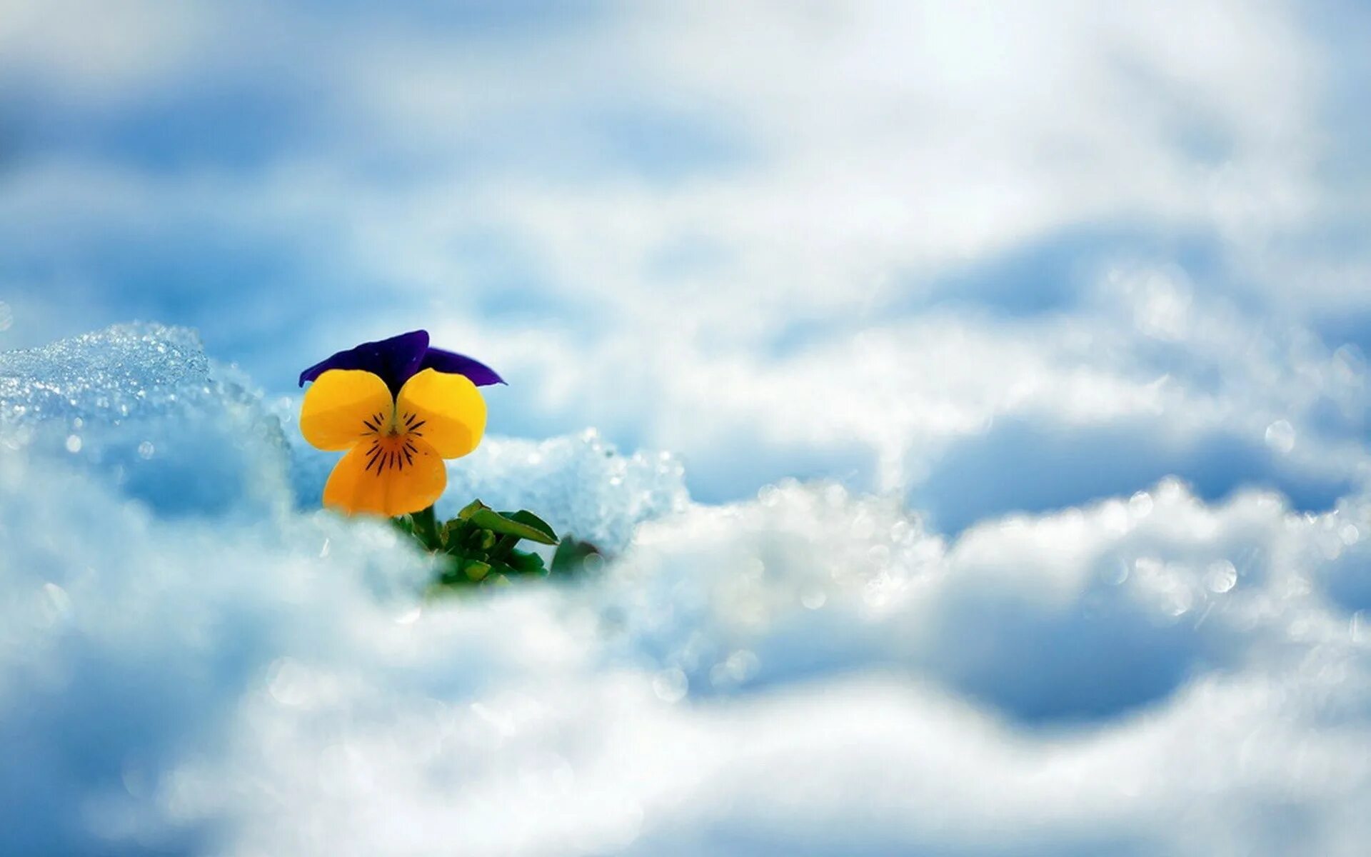 Красивые позитивные картинки природа Wallpaper : sunlight, nature, sky, blue, blossom, cloud, flower, plant, 1920x120