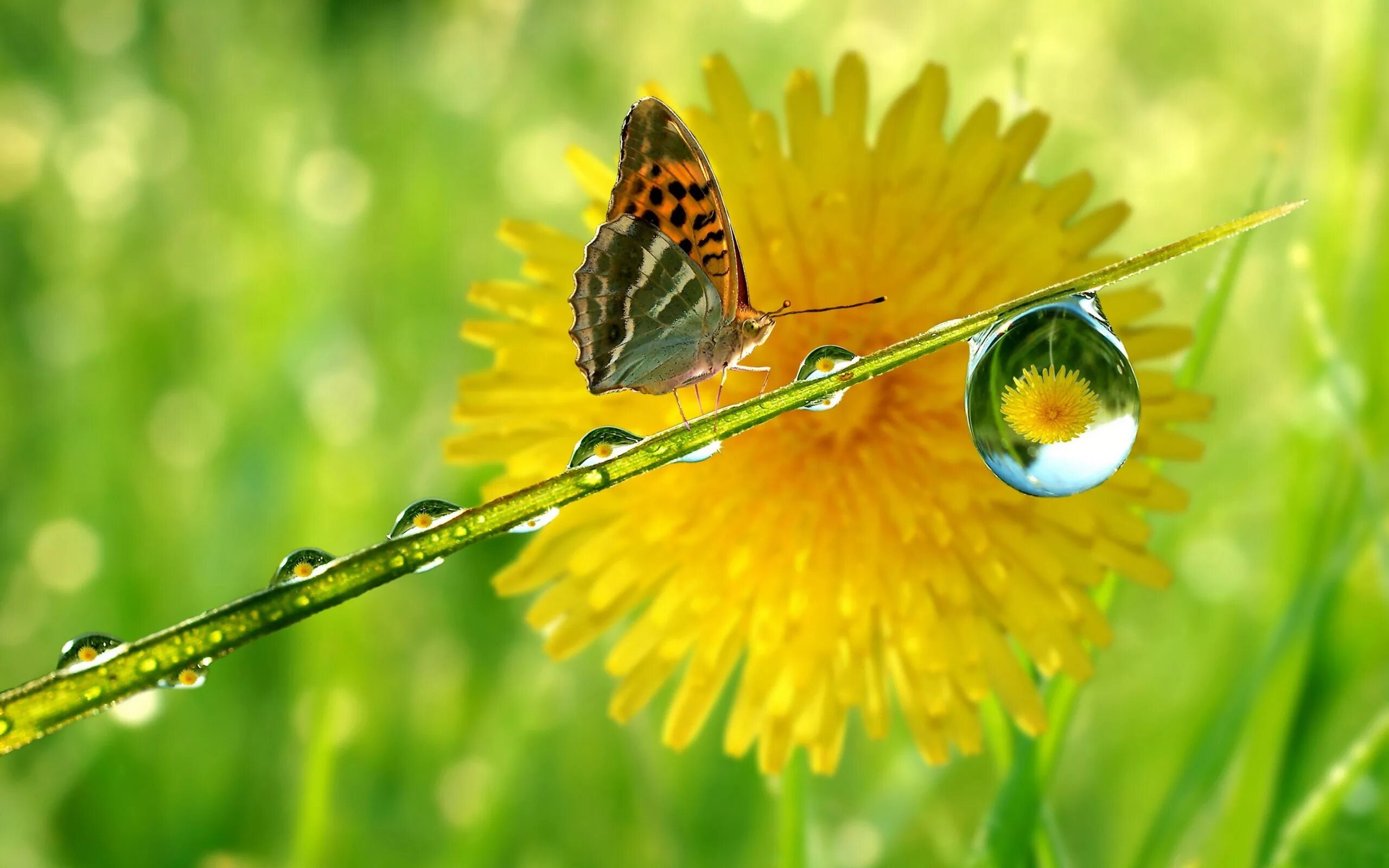 Красивые позитивные картинки природа Wallpaper : nature, butterfly, insect, yellow, wildlife, leaf, flower, flora, me