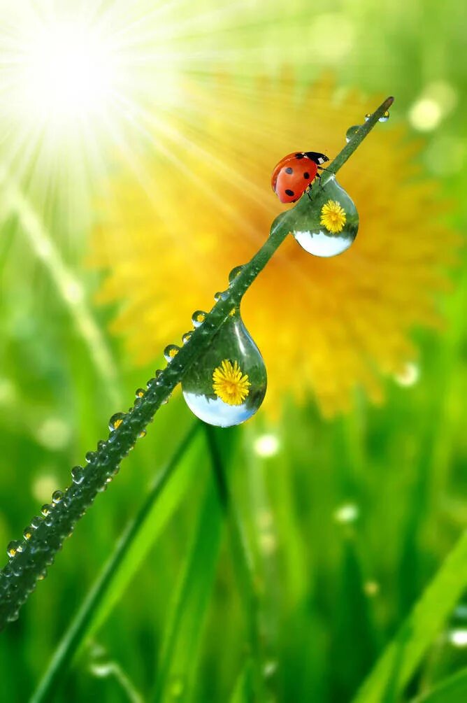 Красивые позитивные картинки природа ▷ Купить Фотообои Walldeco Солнечная роза № 36137 Жаккард по низкой цене с кэшбэ