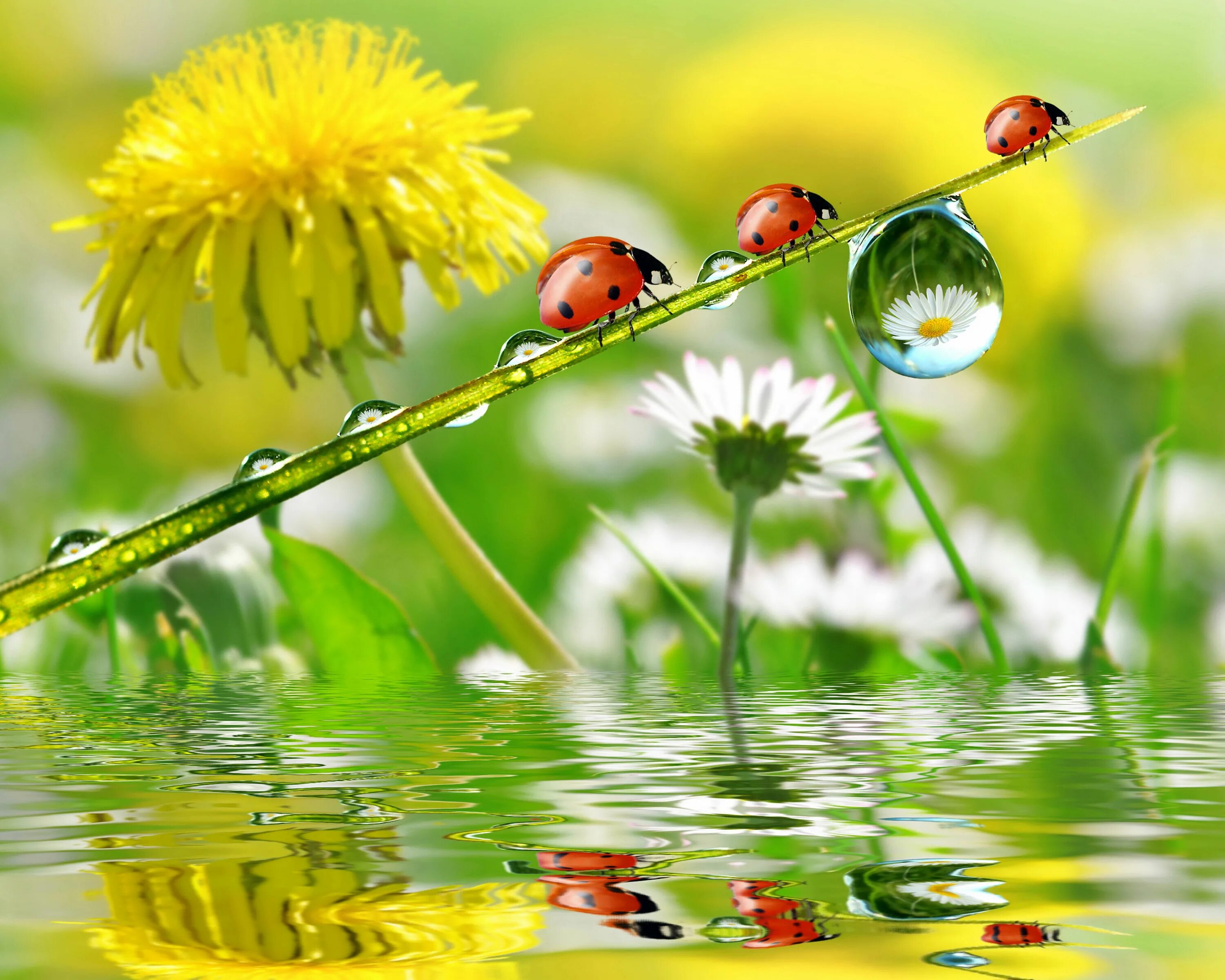 Красивые позитивные картинки природа Pin en landing page