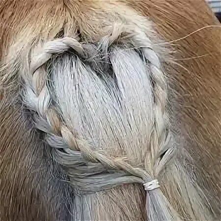 Красивые прически лошадям 150 HIGH DUNE EQUINE FIRST AID ideas in 2024 equines, horses, horse care