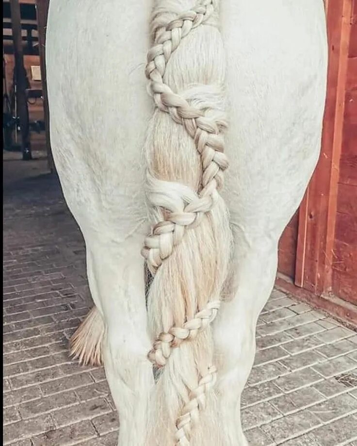 Красивые прически лошадям Cute horse tail braid Horse hair braiding, Horse braiding, Horse hair