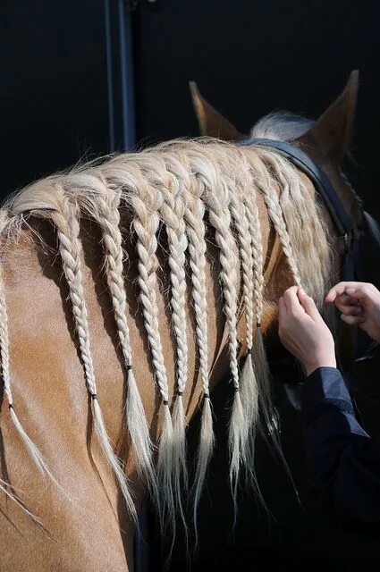 Красивые прически лошадям Horse hair can do things that Pinterest tutorials can't even handle. Horse hair,