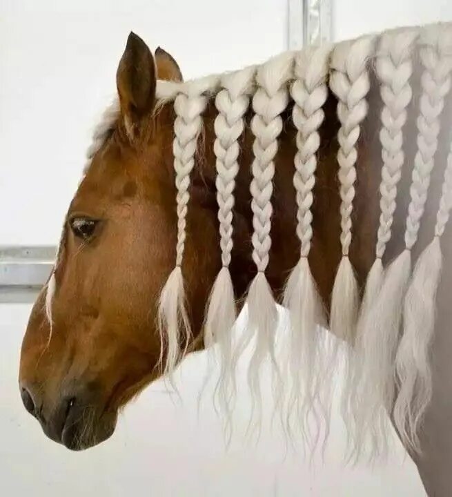 Красивые прически лошадям Pin on Lindos cavalos... Horse braiding, Horse hair, Horses