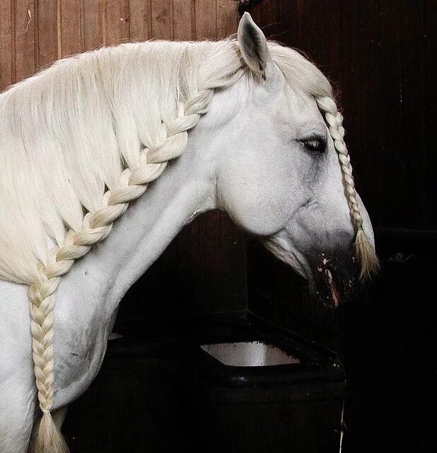 Красивые прически лошадям the equus Horse braiding, Horse mane braids, Horses