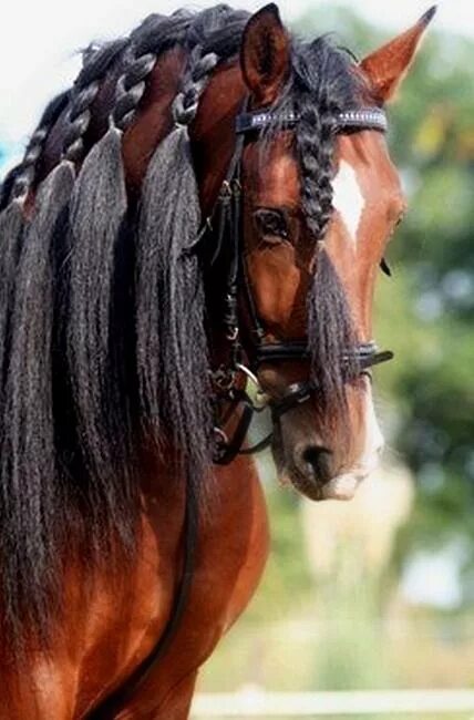 Красивые прически лошадям Sometimes it's about the hair. Pura Raza Española stallion. Horses, Pretty horse